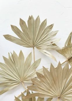 Bundle Of 5 Afloral Natural Sun Palms - 14-20