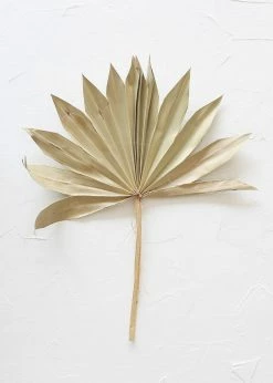 Bundle Of 5 Afloral Natural Sun Palms - 14-20"