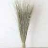 Afloral Preserved Dune Grass - 36" Dried Flowers