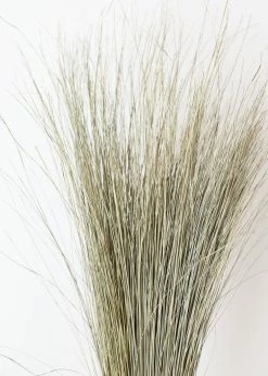 Afloral Preserved Dune Grass - 36" Dried Flowers