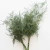 Afloral Preserved Asparagus Plumosus Foliage - 12-28" Dried Flowers
