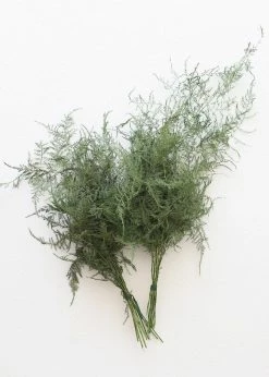 Afloral Preserved Asparagus Plumosus Foliage - 12-28" Dried Flowers