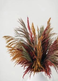Afloral Dried Flowers Preserved Burgundy Plume Reed Grass - 36-40
