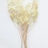 Afloral Dried Flowers Natural Coastal Dried Lunaria Flowers - 24-34"