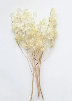 Afloral Dried Flowers Natural Coastal Dried Lunaria Flowers - 24-34"