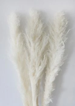 Afloral Bundle Of 3 Bleached Pampas Grass - 40-48"