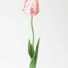 Afloral Tie Dye Pink Artificial Parrot Tulip - 25"