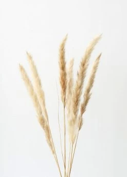 Afloral Bundle Of 6 Smooth Tan Pampas Grass - 25-30"