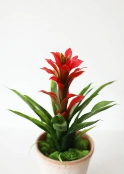 Afloral Indoor/Outdoor Tropical Bromeliad Plant - 14