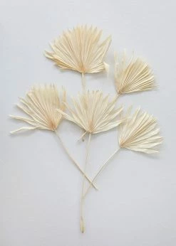 Afloral Bundle Of 5 Bleached Sun Palms - 14-20" Dried Flowers