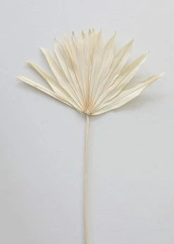 Afloral Bundle Of 5 Bleached Sun Palms - 14-20" Dried Flowers