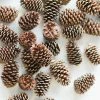 Afloral Dried Flowers Box Of 100 Natural Pine Cones - 3-5"