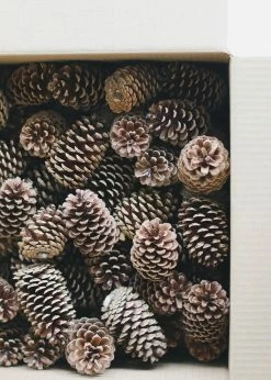Afloral Dried Flowers Box Of 100 Natural Pine Cones - 3-5"