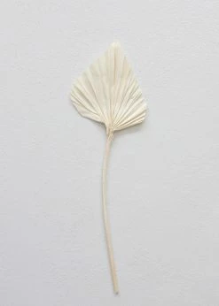 Afloral Dried Flowers Bundle Of 5 Cream Bleached Palm Spears - 15-22