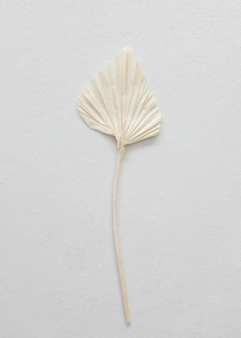Afloral Dried Flowers Bundle Of 5 Cream Bleached Palm Spears - 15-22"