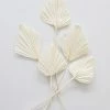 Afloral Dried Flowers Bundle Of 5 Cream Bleached Palm Spears - 15-22"