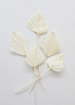 Afloral Dried Flowers Bundle Of 5 Cream Bleached Palm Spears - 15-22"