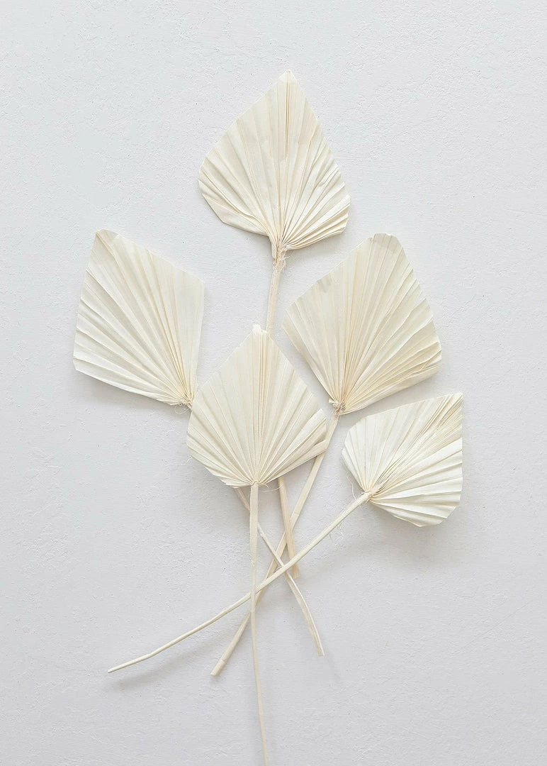 Afloral Dried Flowers Bundle Of 5 Cream Bleached Palm Spears - 15-22"