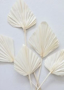 Afloral Dried Flowers Bundle Of 5 Cream Bleached Palm Spears - 15-22