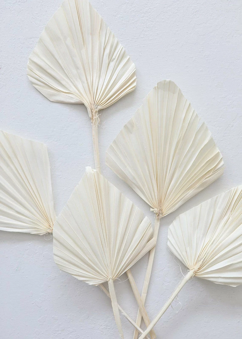 Afloral Dried Flowers Bundle Of 5 Cream Bleached Palm Spears - 15-22"