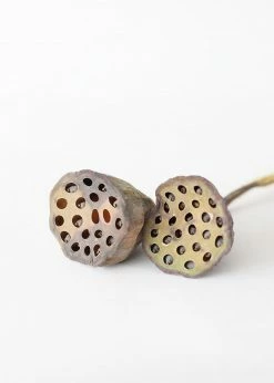 Afloral Bundle Of 2 Dried Lotus Pods - 25-28