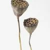 Afloral Bundle Of 2 Dried Lotus Pods - 25-28"