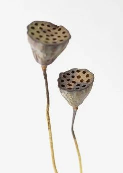 Afloral Bundle Of 2 Dried Lotus Pods - 25-28"