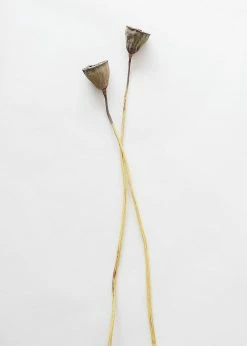Afloral Bundle Of 2 Dried Lotus Pods - 25-28"