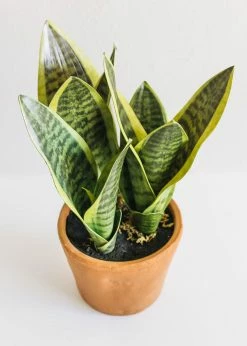 Afloral Artificial Plants Fake Snake Plant In Terracotta Pot - 14