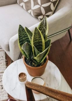 Afloral Artificial Plants Fake Snake Plant In Terracotta Pot - 14