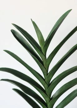 Afloral Artificial Vanda Orchid Leaf - 19"