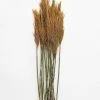 Afloral Dried Flowers Gold Dried Plume Reed Grass - 36-40"