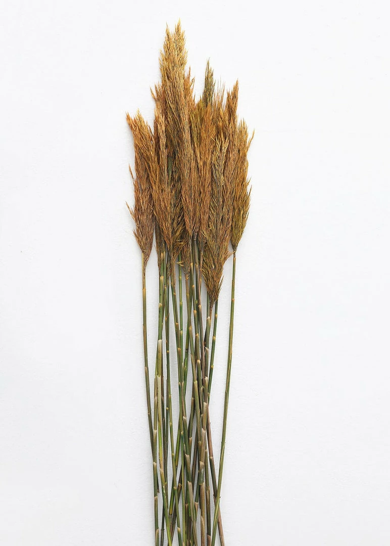 Afloral Dried Flowers Gold Dried Plume Reed Grass - 36-40"