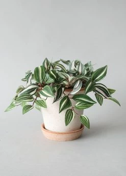 Afloral.com Bergs Handmade Clay Pot With Drainage - 6.5"