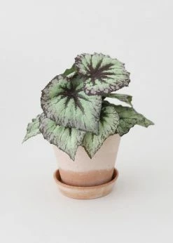 Afloral.com Bergs Julie Clay Pot With Drainage - 5