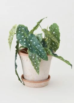 Afloral.com Bergs Pink Washed Clay Pot With Drainage - 6" Vases