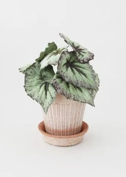 Afloral.com Vases Bergs Simona Scalloped Pot With Drainage - 6"