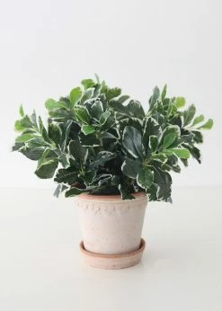 Afloral UV Protected Indoor/Outdoor Baby Schefflera Plant - 16.5