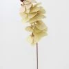 Afloral Beige Fake Phalaenopsis Orchid Flowers - 30" Artificial Flowers