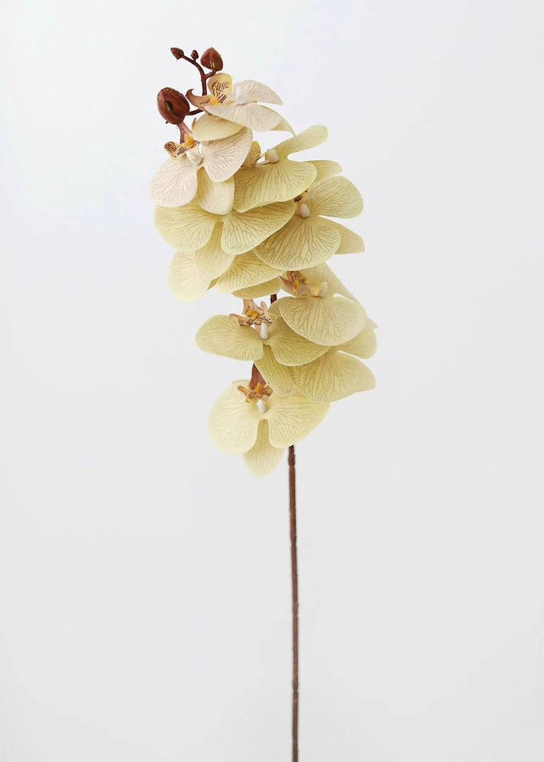 Afloral Beige Fake Phalaenopsis Orchid Flowers - 30" Artificial Flowers