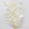 Afloral Dried Flowers Bundle Of 10 Bleached Preserved Ferns - 16-20"