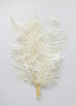 Afloral Dried Flowers Bundle Of 10 Bleached Preserved Ferns - 16-20"