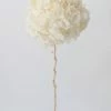 Afloral Large Petal Preserved Hydrangea In Cream - 22-24"
