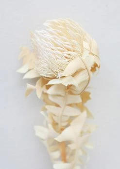 Afloral Single Dried Banksia In Cream - 16-18" Dried Flowers