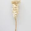 Afloral Single Dried Banksia In Cream - 16-18" Dried Flowers
