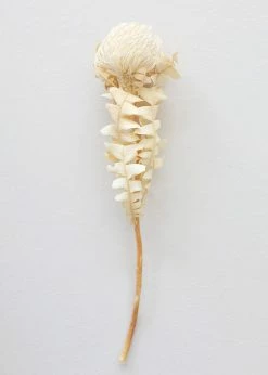 Afloral Single Dried Banksia In Cream - 16-18" Dried Flowers