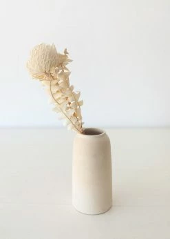 Afloral Single Dried Banksia In Cream - 16-18