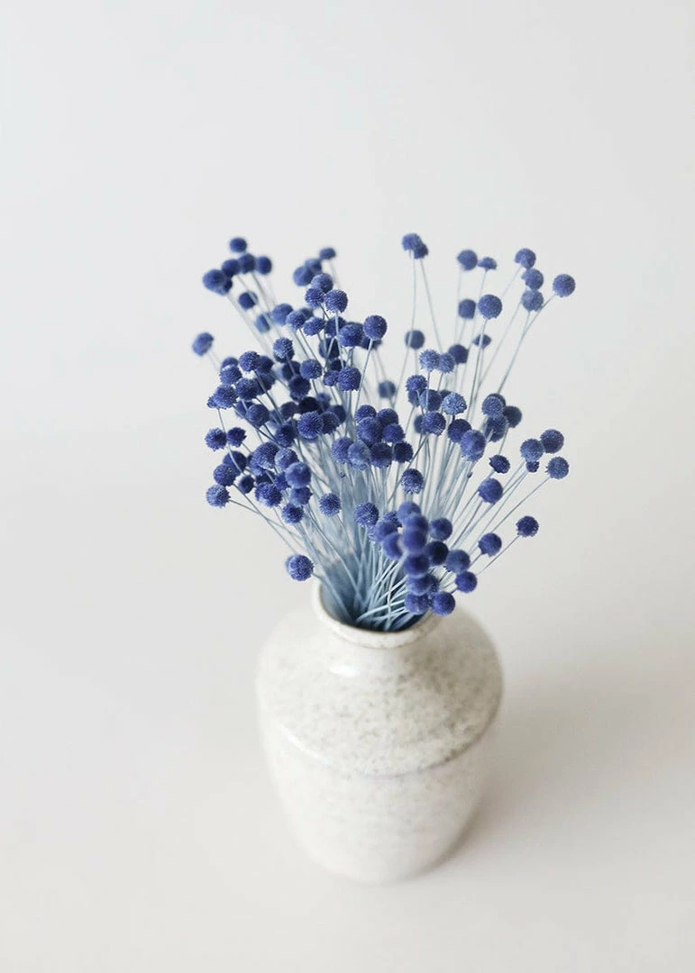 Afloral Petite Blue Dried Floral Buttons - 9-14"