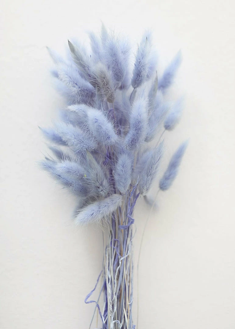 Afloral Light Blue Dried Bunny Tails - 18-28" Dried Flowers