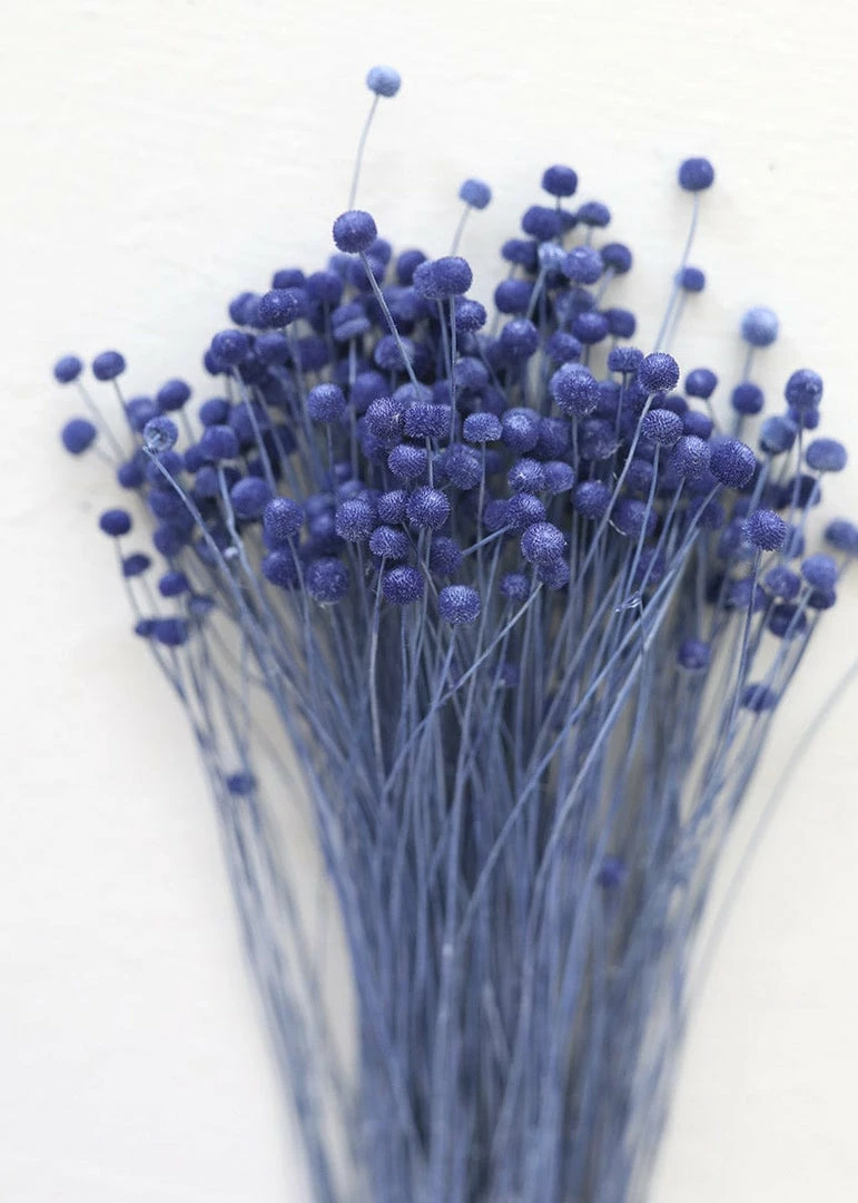 Afloral Petite Blue Dried Floral Buttons - 9-14"